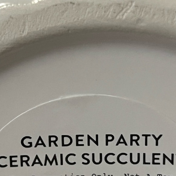 Ceramic Succulent - Picture 4 of 4